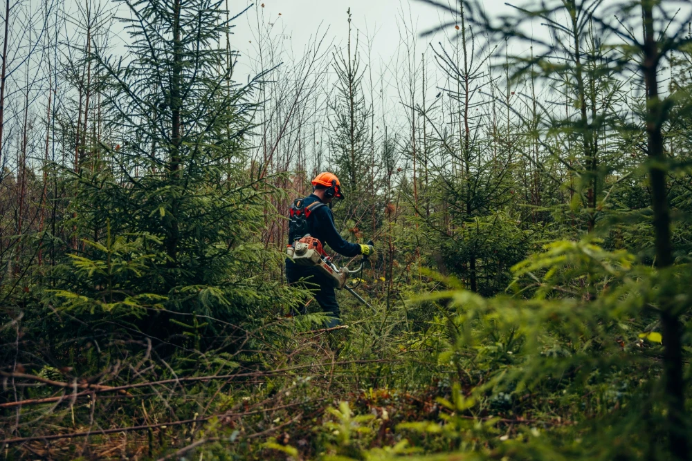 jaunaudzu kopsana